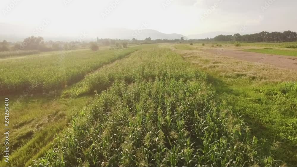 Aerial corn field view with distant mountains on sunset