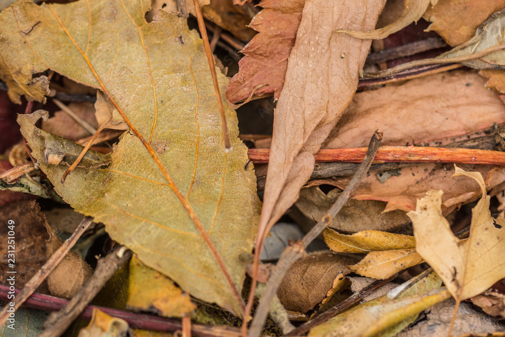 Blätter im Herbst, Textur