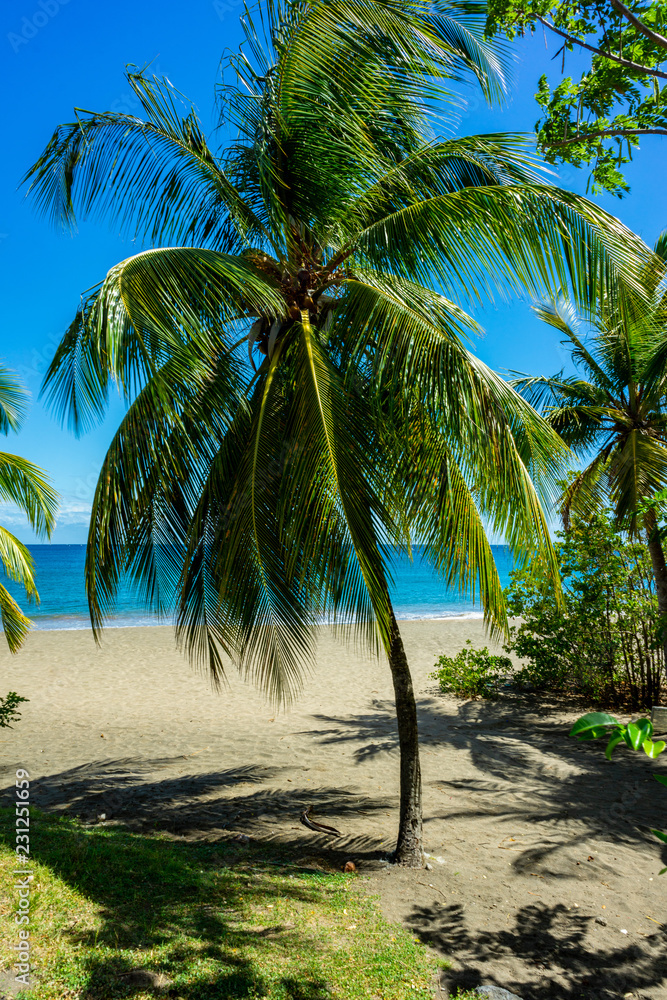 Obraz premium Exotic tropical palm trees at summer,
