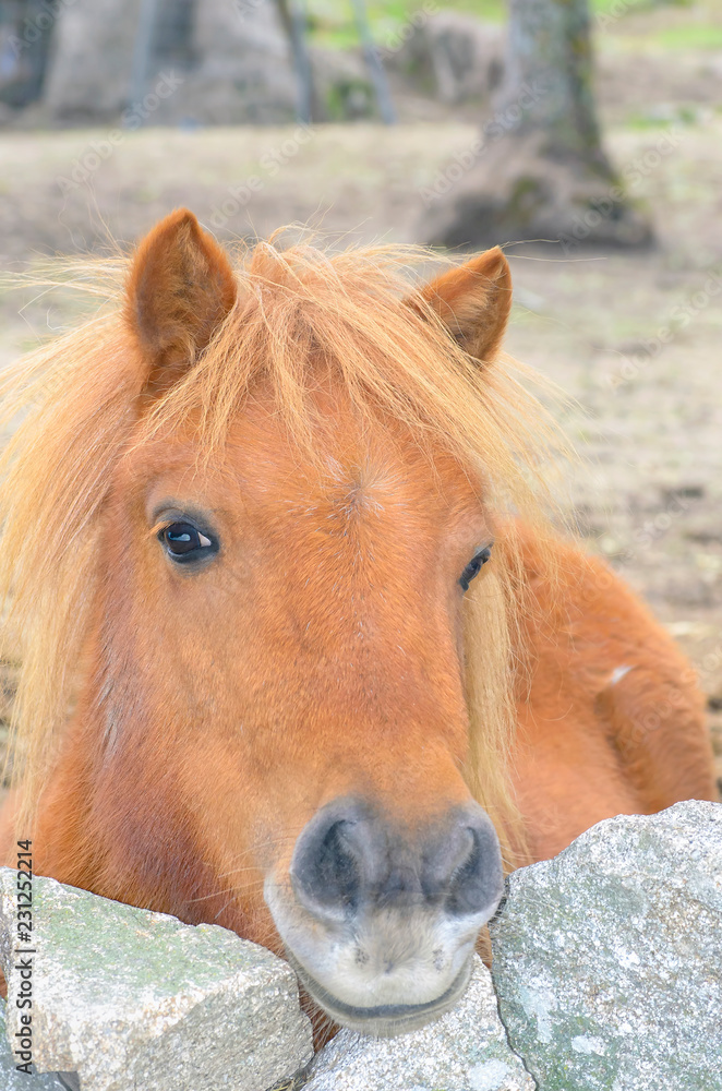 Obraz premium Equus ferus caballus. Pony with eyes of horizontal pupils and hair of beautiful golden brown color, is looking at the camera. Friendly look. Overcast day. Natural scene. Farming.
