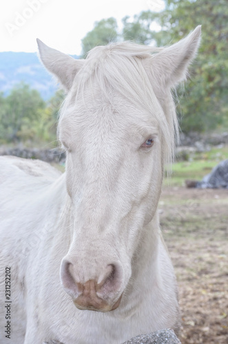 Equus ferus caballus. Beautiful white horse  albino   with blue eyes  Heterochromia and horizontal pupils   is looking at the camera. Natural scene. Overcast day. Rural scene. Farming