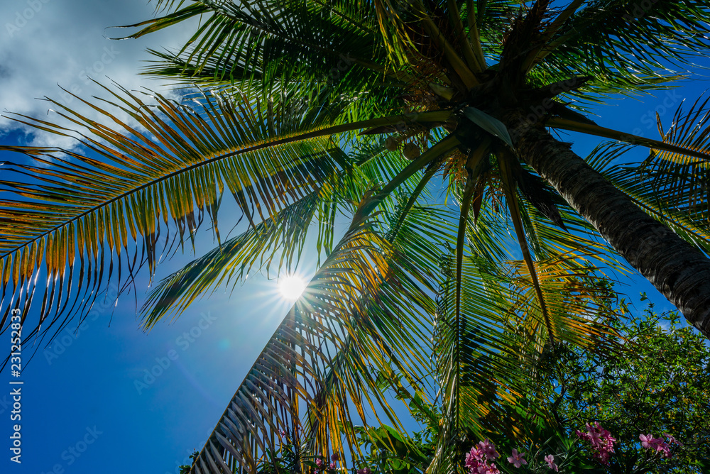 Fototapeta premium Exotic tropical palm trees at summer