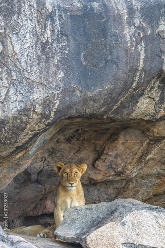 Futre Lion King in The Den  photo