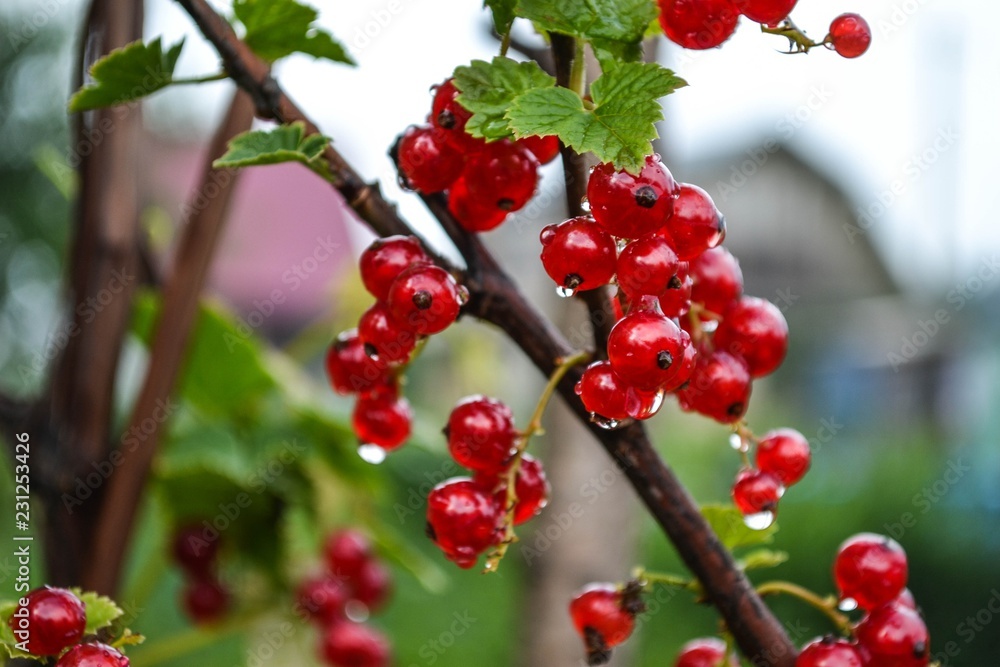 Obraz premium berry