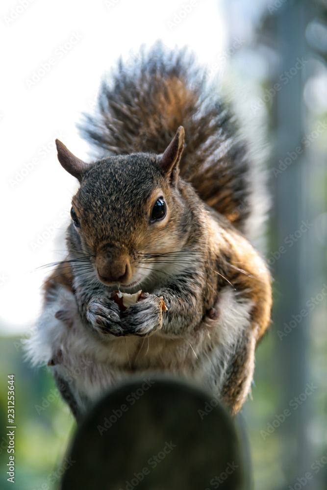 Obraz premium squirrel feeding in the park