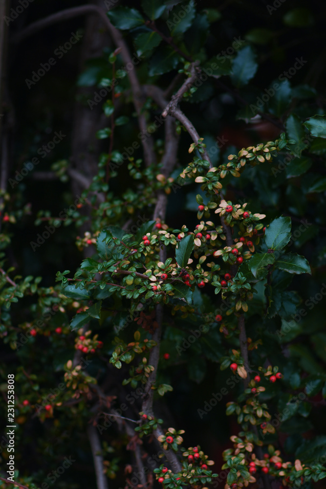 Naklejka premium red berries on a tree