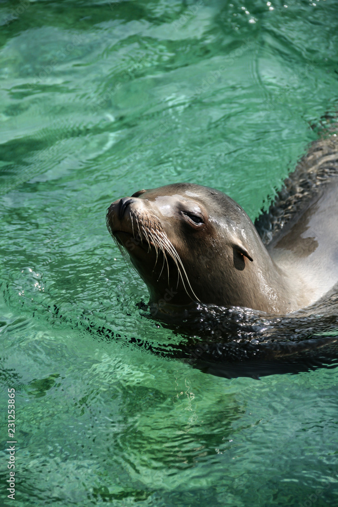 Fototapeta premium sea lion splashing in water