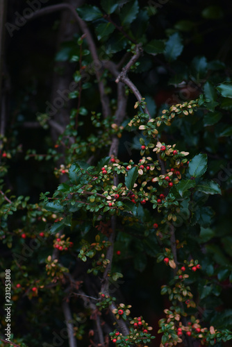red berries on a tree