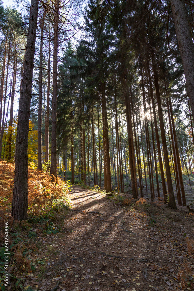 Waldweg Waldweg