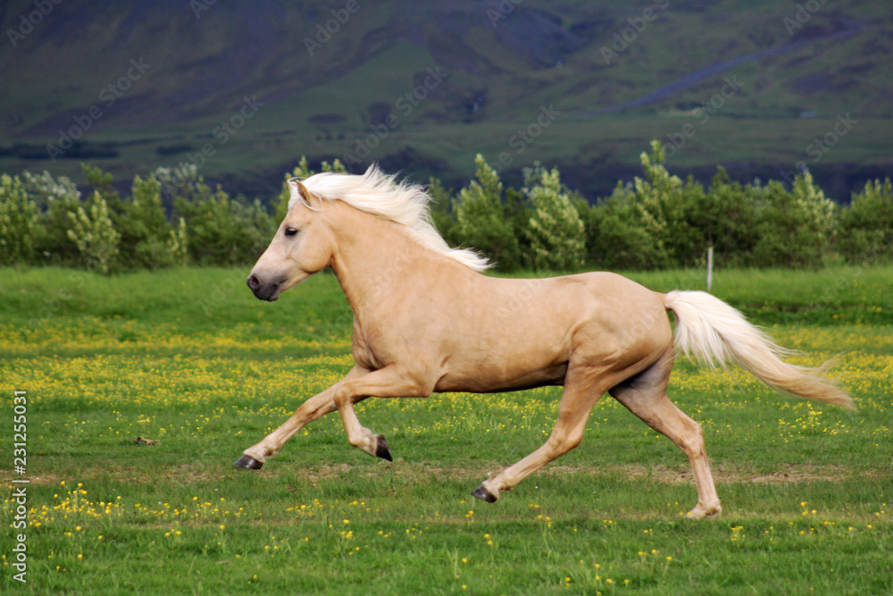 Obraz premium Icelandic horse