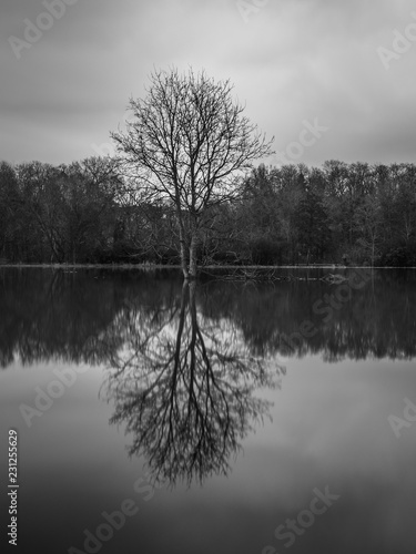 Tree on lake shore, mirror effect