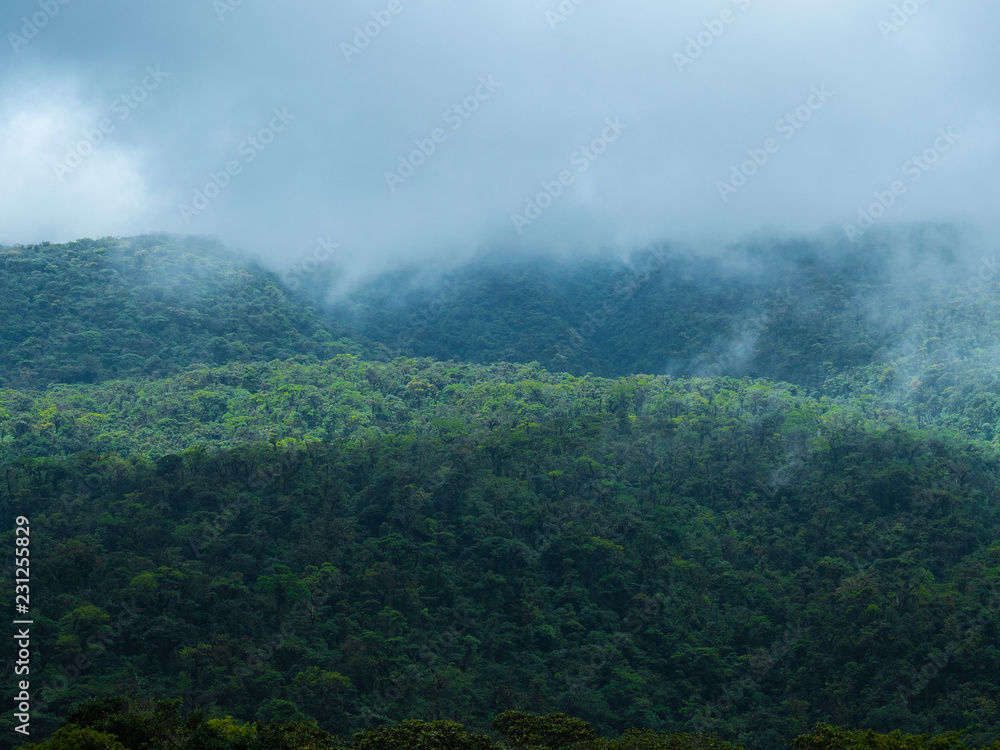 Tropical forest in the morning mist