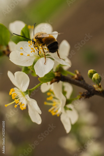 Plum blossom in April. White flowers of fruit tree. Bombus sylvarum-Worker.