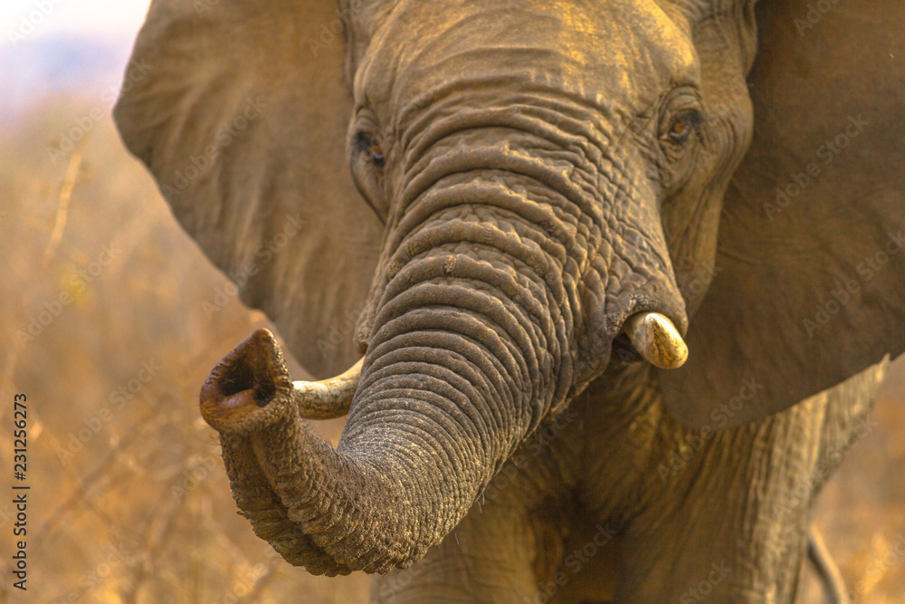 Naklejka premium Proboscis of African Elephant on foreground, Loxodonta, part of popular Big Five. Game drive safari in Madikwe Game Reserve, South Africa. Front view portrait.