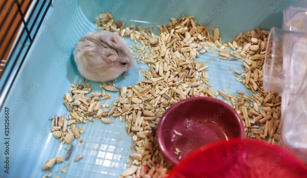 Winter white store hamster food