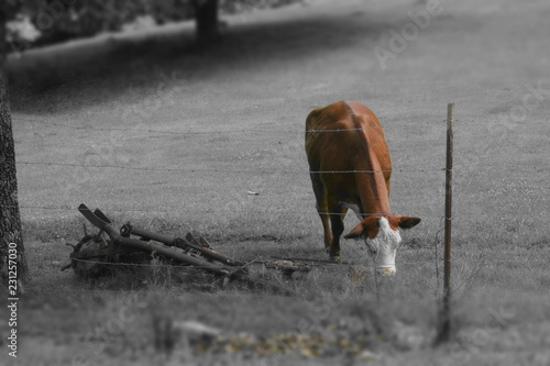 cow in color far away