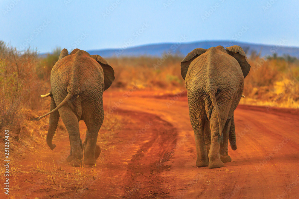 Naklejka premium Two adult Elephants, Loxdonta Africana, walking on red sand. Back view. Safari game drive in Madikwe Reserve, South Africa, near Botswana and Kalahari Desert. The African Elephant is part of Big Five.