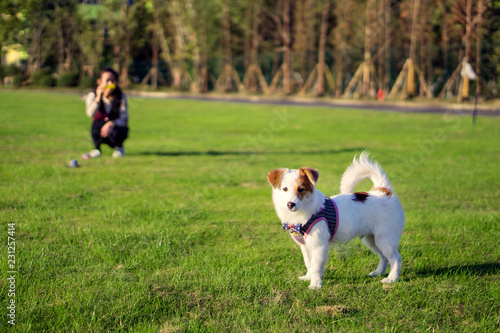 Dog and hostess, park background © Vink Fan