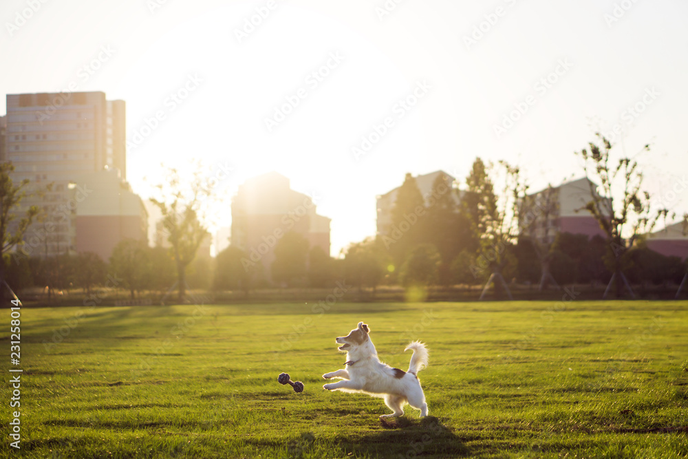 Fototapeta premium Dog and hostess, park background