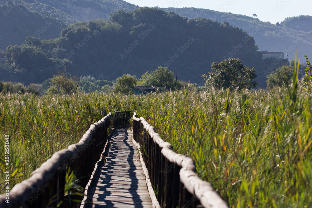 Fototapeta premium lipu massarosa