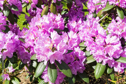 Rhododendron