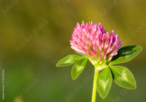 Trifolium