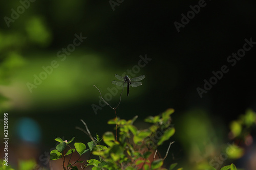 dragonfly, insect in flight © Robert