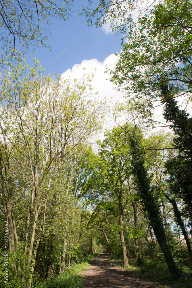 Fototapeta premium Trees at Crawters Brook a green space on the Manor Royal Industial Estate Crawley West Sussex