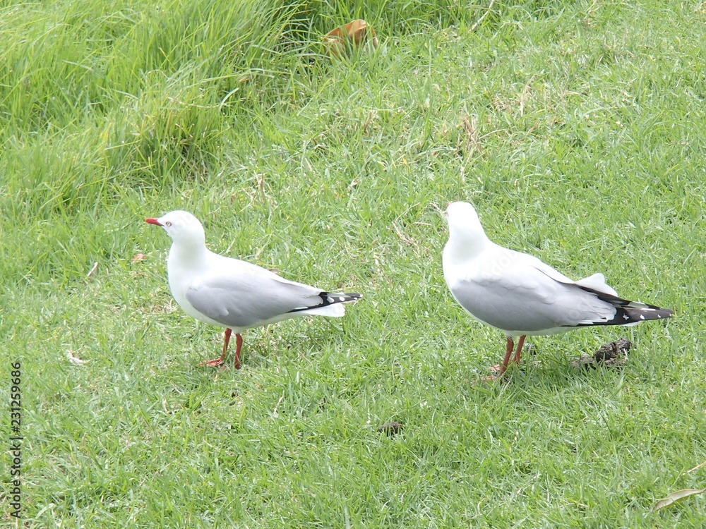 two seagulls