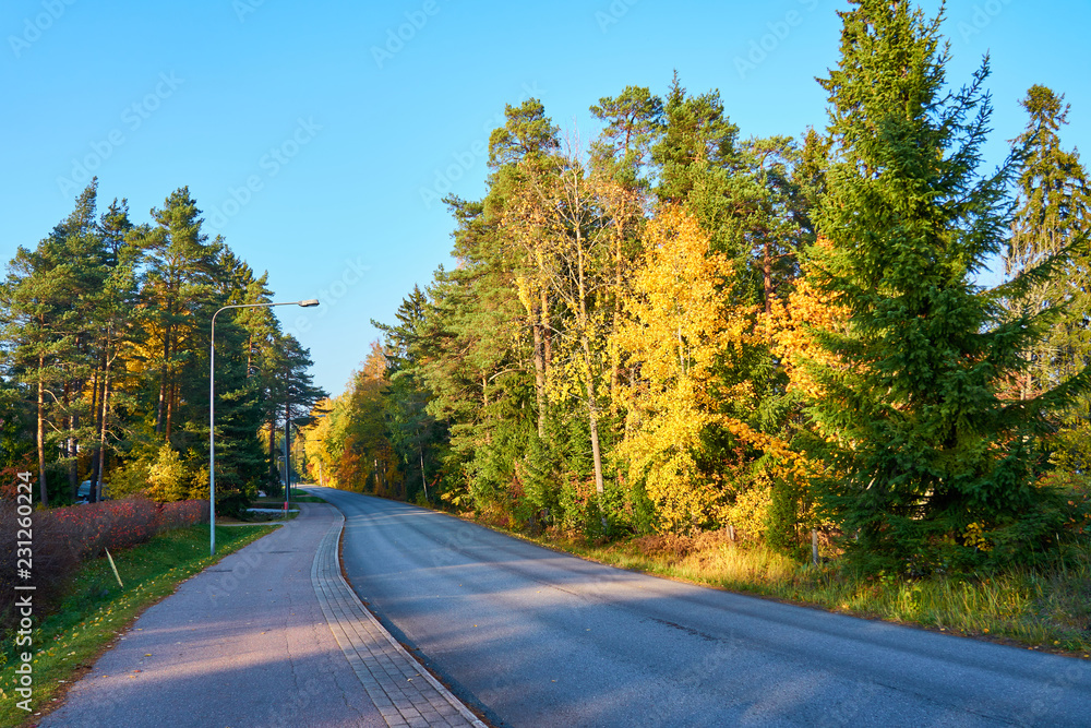 Fototapeta premium Asphalt road with trees on both sides in autumn under blue sky. 