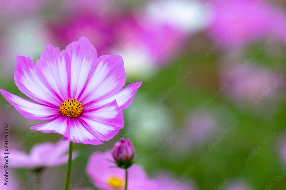 Cosmos Flower / Furusato Plaza in Sakura City, Chiba Prefecture, Japan Cosmos Flower / Furusato Plaza in Sakura City, Chiba Prefecture, Japan
