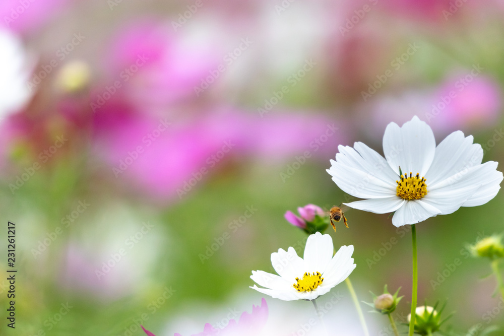 Cosmos Flower / Furusato Plaza in Sakura City, Chiba Prefecture, Japan Cosmos Flower / Furusato Plaza in Sakura City, Chiba Prefecture, Japan