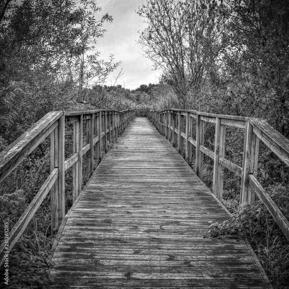 Cattail walk