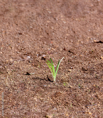 Isolated plant sprout