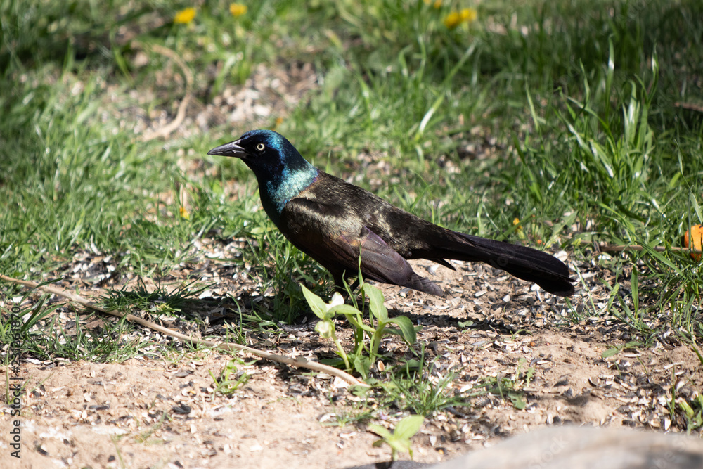 Obraz premium Grackle on the Ground