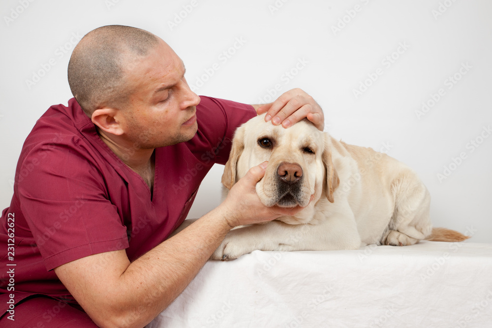 Dog breed Labrador on reception at the veterinary doctor. Eye doctor,  ophthalmologist. Doctor examines the eye of a dog Stock Photo | Adobe Stock