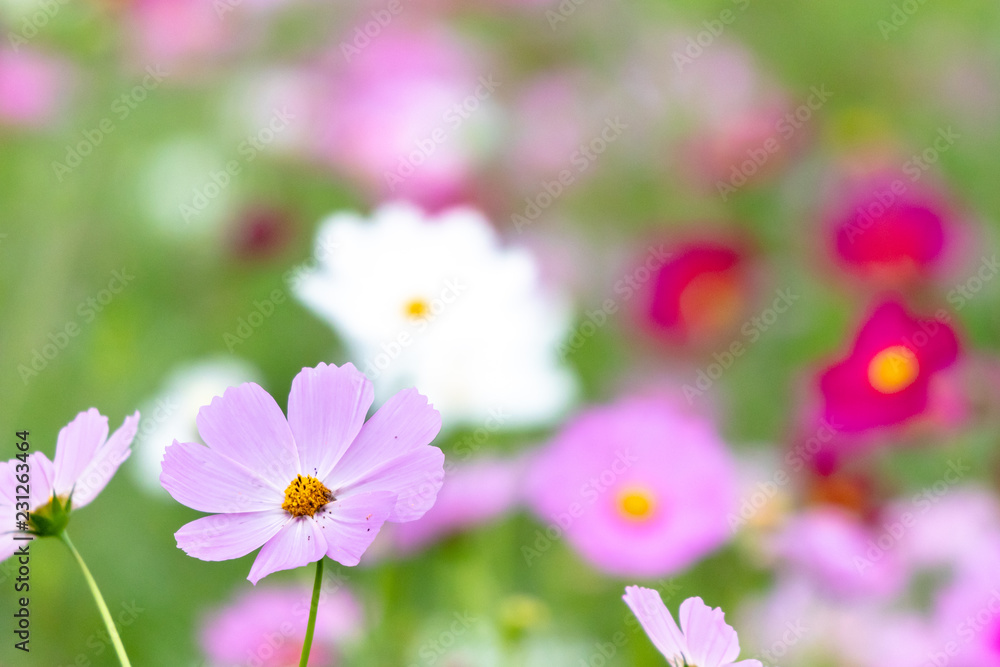 Cosmos Flower / Furusato Plaza in Sakura City, Chiba Prefecture, Japan Cosmos Flower / Furusato Plaza in Sakura City, Chiba Prefecture, Japan