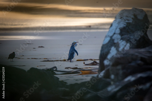 A yellow eyed penguin returns from the sea at sunset to spend the night in the shrubs at the edge of the beach in Dunedin, New Zealand photo