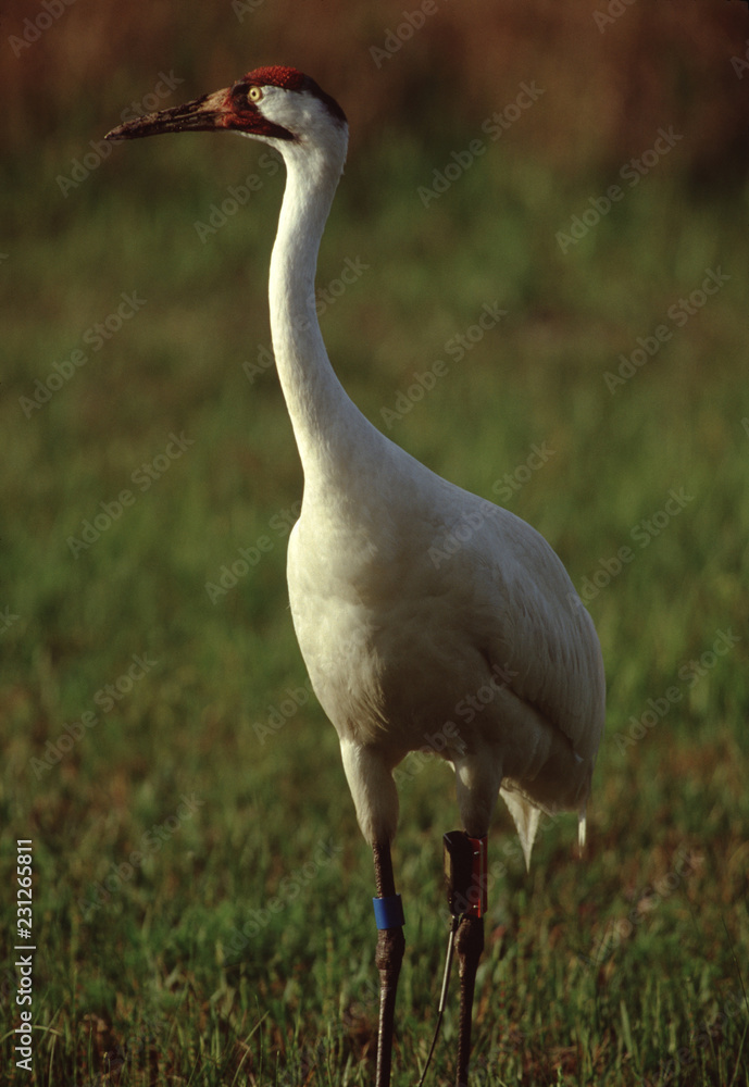 Obraz premium Whooping Crane (Grus Americana)