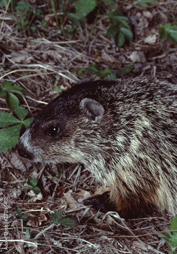 Groundhog (Marmota Monax)