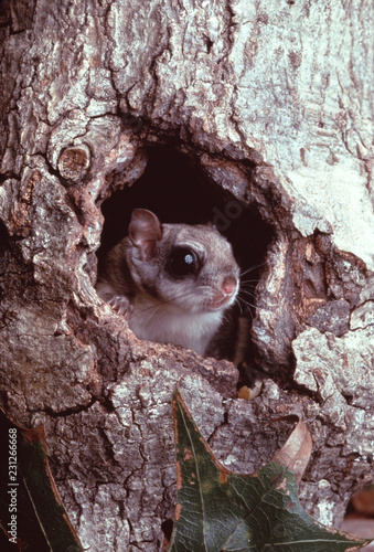 Southern Flying Squirrel (Glaucomys Volans)