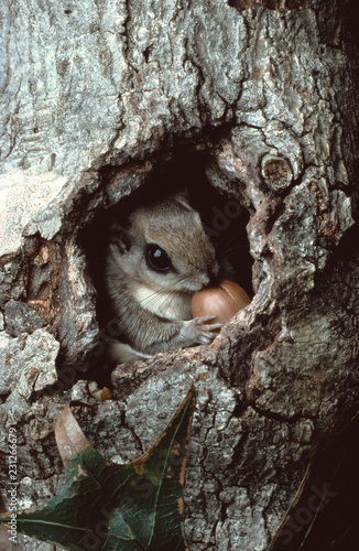 Southern Flying Squirrel (Glaucomys Volans)
