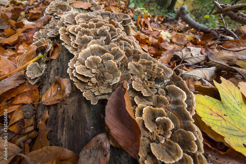 Closeup of coriolus versicolor fungus growing out of the tree stub 