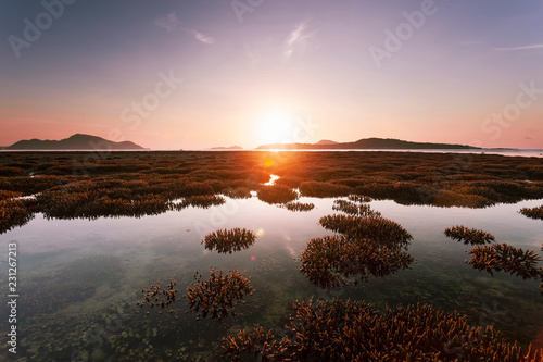 Beautiful coral reef during low tide water in the sea beautiful light sunrise over sea.