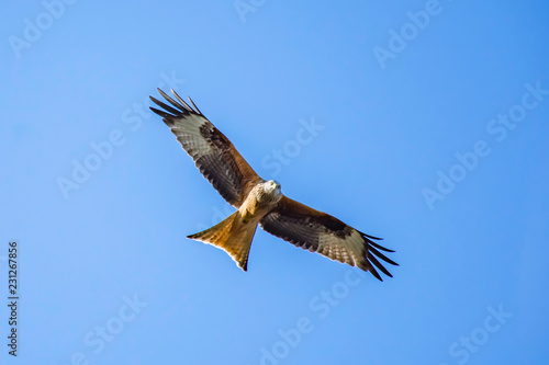 Red kite flying above looking into camera with clear, blue sky in background.