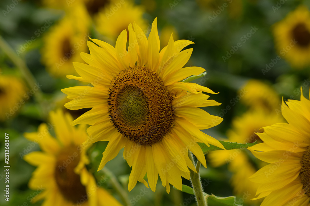 Fototapeta premium Sunflower