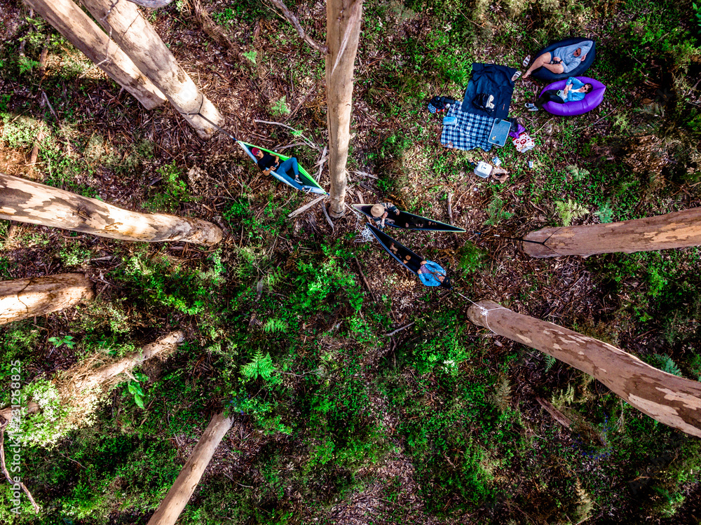 Obraz premium Forest Hangs