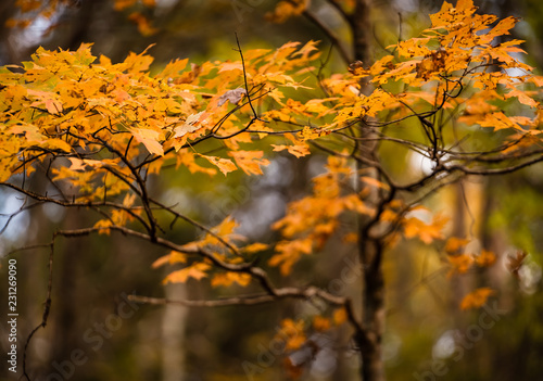 Fall foliage on branch