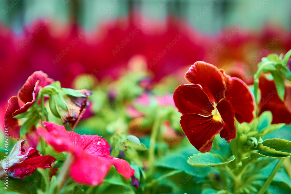 Obraz premium Red and pink flowers