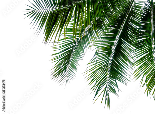 green branch of coconut palm tree isolated on white background